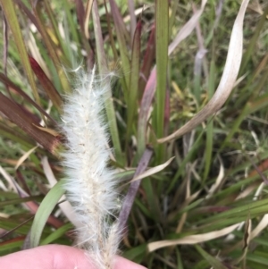 Imperata cylindrica at Mawson, ACT - 6 May 2021 10:48 AM