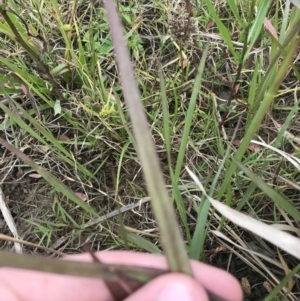 Imperata cylindrica at Mawson, ACT - 6 May 2021 10:48 AM