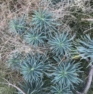 Euphorbia characias at Mawson, ACT - 6 May 2021 10:55 AM