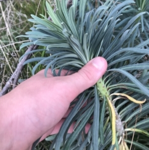 Euphorbia characias at Mawson, ACT - 6 May 2021 10:55 AM