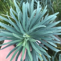 Euphorbia characias at Mawson, ACT - 6 May 2021 10:55 AM