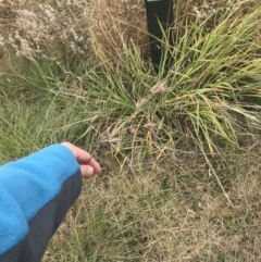 Themeda triandra at Mawson, ACT - 6 May 2021