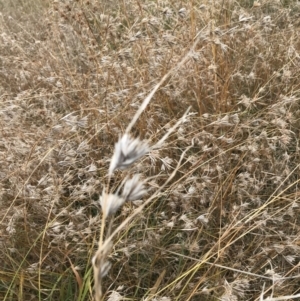 Themeda triandra at Mawson, ACT - 6 May 2021