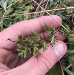 Cheilanthes austrotenuifolia (Rock Fern) at Mawson Ponds - 6 May 2021 by Tapirlord