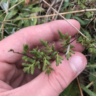 Cheilanthes sieberi subsp. sieberi (Mulga Rock Fern) at Mawson, ACT - 6 May 2021 by Tapirlord