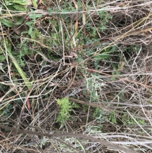 Cheilanthes sieberi subsp. sieberi at Mawson, ACT - 6 May 2021