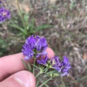 Medicago sativa at Mawson, ACT - 6 May 2021