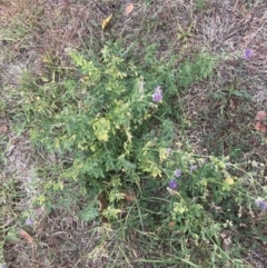 Medicago sativa at Mawson, ACT - 6 May 2021