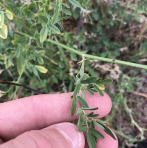 Medicago sativa at Mawson, ACT - 6 May 2021