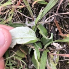 Cymbonotus sp. (preissianus or lawsonianus) (Bears Ears) at Phillip, ACT - 6 May 2021 by Tapirlord