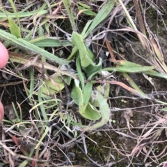 Cymbonotus sp. (preissianus or lawsonianus) at Phillip, ACT - 6 May 2021