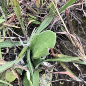 Cymbonotus sp. (preissianus or lawsonianus) at Phillip, ACT - 6 May 2021