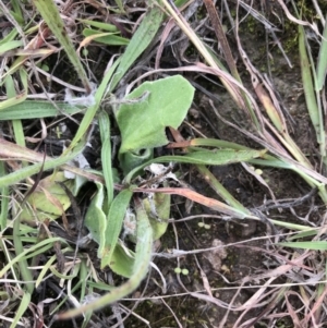 Cymbonotus sp. (preissianus or lawsonianus) at Phillip, ACT - 6 May 2021