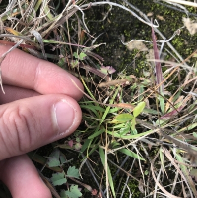 Cullen tenax (Tough Scurf-Pea) at Mawson Ponds - 6 May 2021 by Tapirlord