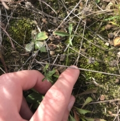 Cullen tenax (Tough Scurf-Pea) at Mawson Ponds - 6 May 2021 by Tapirlord