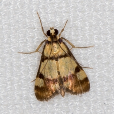 Deuterarcha xanthomela (A Crambid moth (Spilomelinae)) at Melba, ACT - 24 Dec 2020 by Bron