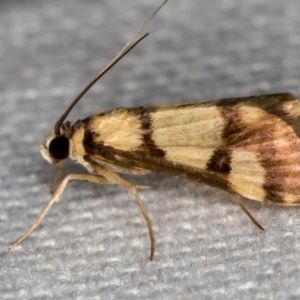 Deuterarcha xanthomela at Melba, ACT - 24 Dec 2020