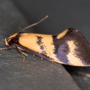 Olbonoma triptycha at Melba, ACT - 24 Dec 2020 10:45 PM