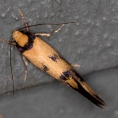 Olbonoma triptycha at Melba, ACT - 24 Dec 2020 10:45 PM