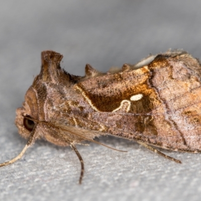 Chrysodeixis eriosoma (Green Looper) at Melba, ACT - 24 Dec 2020 by Bron