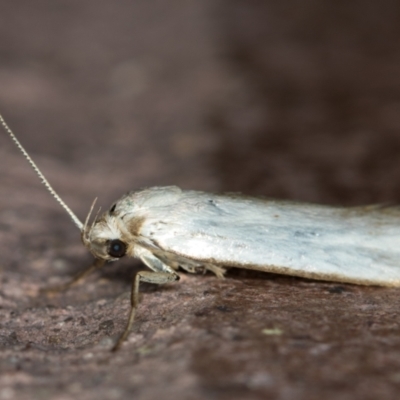 Philobota productella (Pasture Tunnel Moth) at Melba, ACT - 23 Dec 2020 by Bron