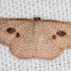 Epicyme rubropunctaria (Red-spotted Delicate) at Melba, ACT - 23 Dec 2020 by Bron