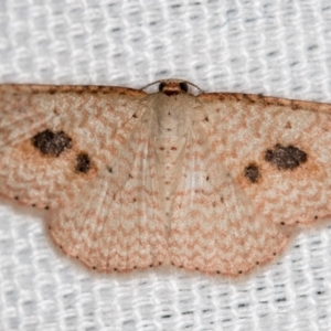 Epicyme rubropunctaria at Melba, ACT - 23 Dec 2020