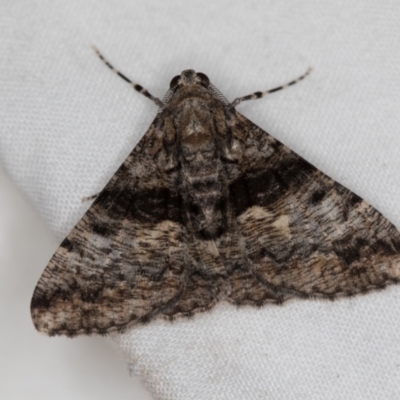 Gastrinodes argoplaca (Cryptic Bark Moth) at Melba, ACT - 19 Dec 2020 by Bron