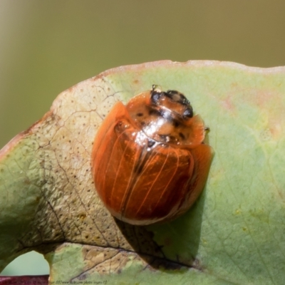 Paropsisterna sp. (genus) (A leaf beetle) at Woodstock Nature Reserve - 12 May 2021 by Roger