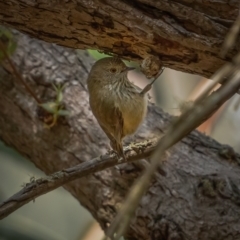 Acanthiza pusilla (Brown Thornbill) at Hereford Hall, NSW - 10 May 2021 by trevsci