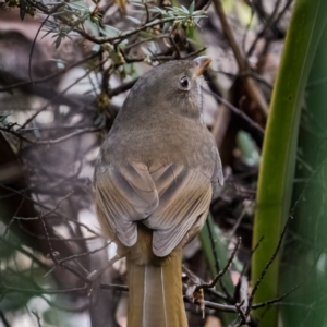 Pachycephala olivacea at Hereford Hall, NSW - suppressed