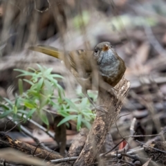 Pachycephala olivacea at Hereford Hall, NSW - suppressed