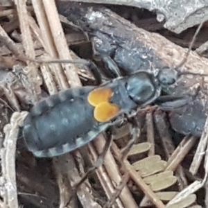 Peirates sp. (genus) at Molonglo River Reserve - 12 May 2021