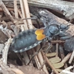 Peirates sp. (genus) at Molonglo River Reserve - 12 May 2021