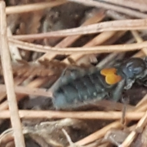 Peirates sp. (genus) at Molonglo River Reserve - 12 May 2021