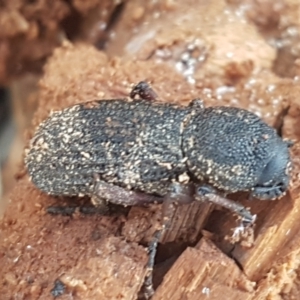 Amycterus abnormis at Molonglo River Reserve - 12 May 2021