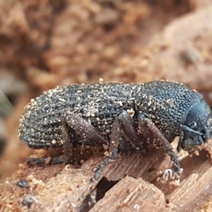 Amycterus abnormis at Molonglo River Reserve - 12 May 2021