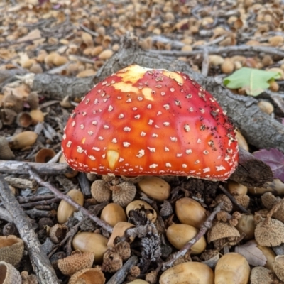 Amanita muscaria (Fly Agaric) at Deakin, ACT - 12 May 2021 by NickJHP