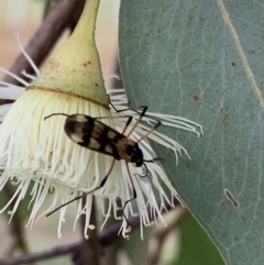 Gynoplistia (Gynoplistia) bella (A crane fly) at Murrumbateman, NSW - 12 May 2021 by SimoneC