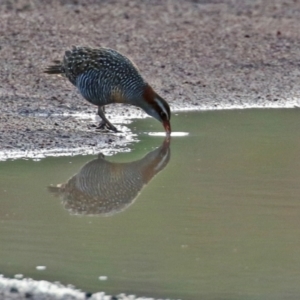 Gallirallus philippensis at Paddys River, ACT - 12 May 2021 04:30 PM