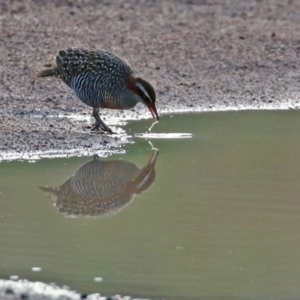 Gallirallus philippensis at Paddys River, ACT - 12 May 2021 04:30 PM