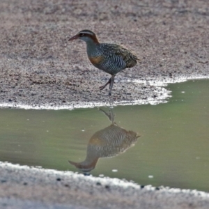 Gallirallus philippensis at Paddys River, ACT - 12 May 2021