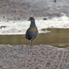 Gallirallus philippensis at Paddys River, ACT - 12 May 2021 04:30 PM