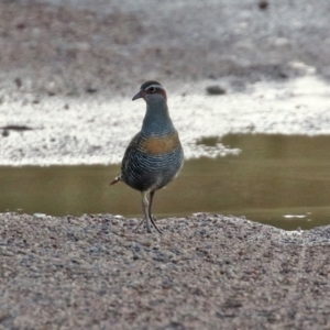 Gallirallus philippensis at Paddys River, ACT - 12 May 2021