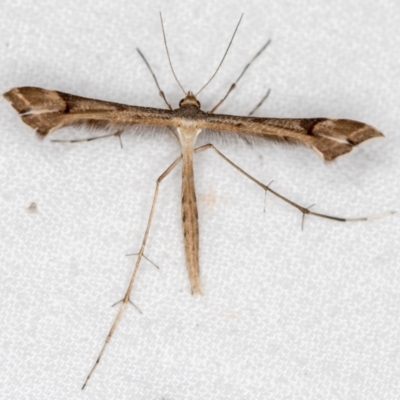 Sinpunctiptilia emissalis (Speedwell Pterror) at Melba, ACT - 18 Dec 2020 by Bron