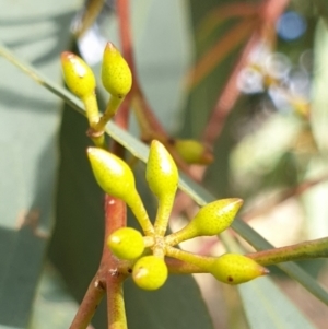 Eucalyptus melliodora at Cook, ACT - 10 May 2021 09:38 AM