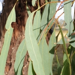 Eucalyptus melliodora at Cook, ACT - 10 May 2021 09:38 AM