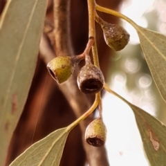 Eucalyptus melliodora at Cook, ACT - 10 May 2021 09:38 AM