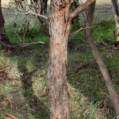 Eucalyptus melliodora at Cook, ACT - 10 May 2021 09:38 AM