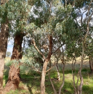 Eucalyptus melliodora at Cook, ACT - 10 May 2021 09:38 AM